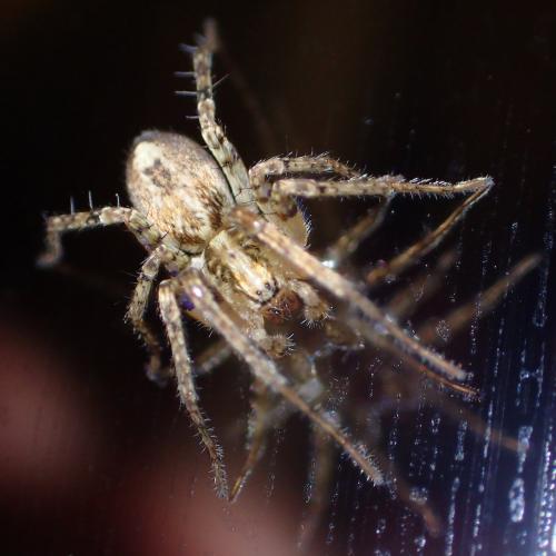 Réf. 223 954 : Anyphaena accentuata
